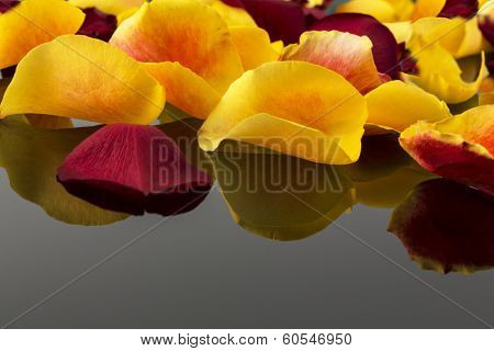 roses as a gift and surprise to a party. symbolic photo for birthday, mother's day, love, valentine's day