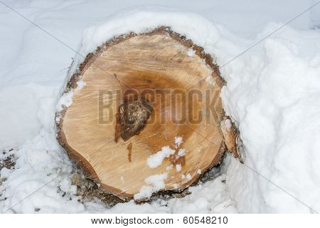 Cut logs.