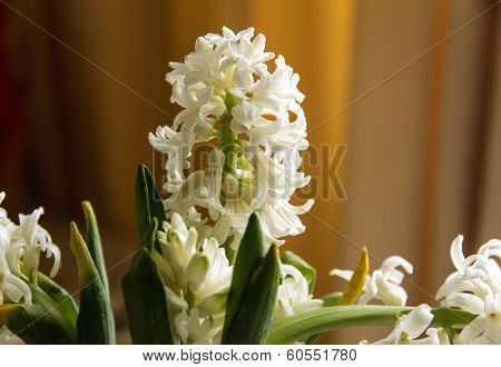 White Hyacinth