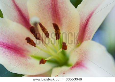 Adenium obesum (Desert Rose; Impala Lily; Mock Azalea), Floral background. Tropical flower Pink Aden