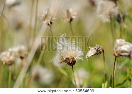 Fading Coltsfoot (Tussilago Farfara) Flowers In Autumn