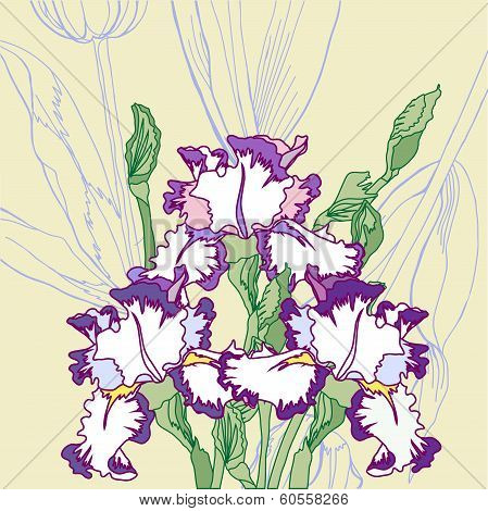 Background With White Blue Irises