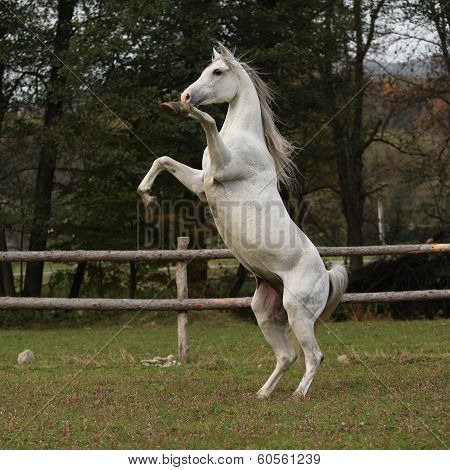 Gorgeous Arabian Stallion Prancing