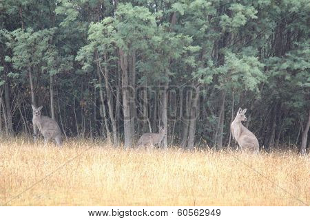 Kangaroos near Mt Bulla, Victoria, Australia 3
