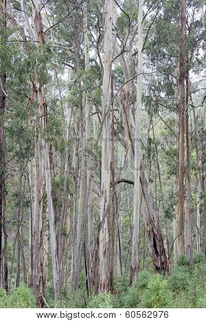 Eucalyptus Forest High Country, Victoria, Australia 1