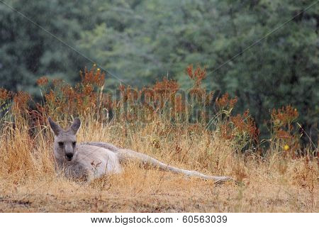 Kangaroo near Mt Bulla, Victoria, Australia