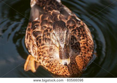 One Mallard Duck In The Water