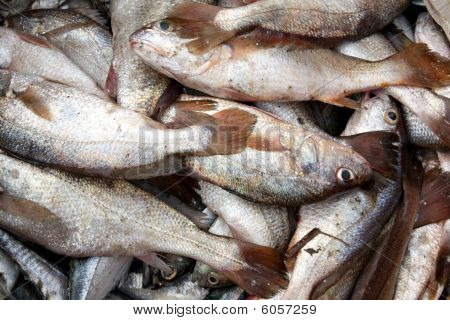 Sfondo pesce