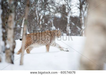 Lynx sneaks in the snow