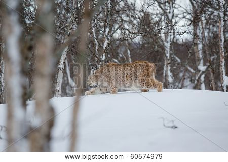 Lynx sneaks in the winter forest