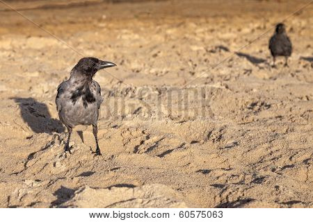 Hooded Crow