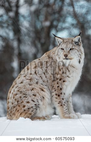 Lynx sitting in the snow