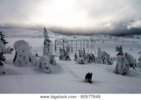 Wolf In Winter
