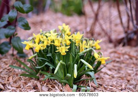 Jonquil, Narcissus Jonquilla