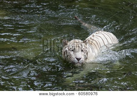 White Bengal Tiger Swimming