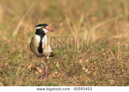 Black-headed Plover Standing In A Dry Field