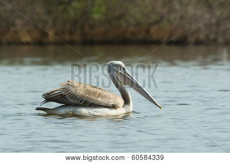 Pink-backed Pelican Floating In The Mangroves