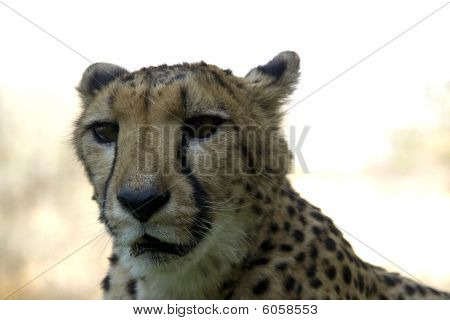 Otjitotongwe, Cheetah Lodge