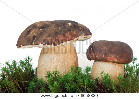 Edulis Var Bronzeröhrling