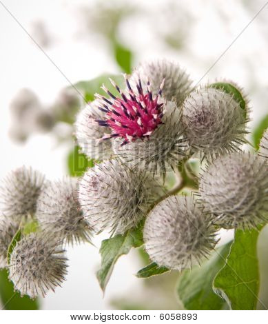 Thistle