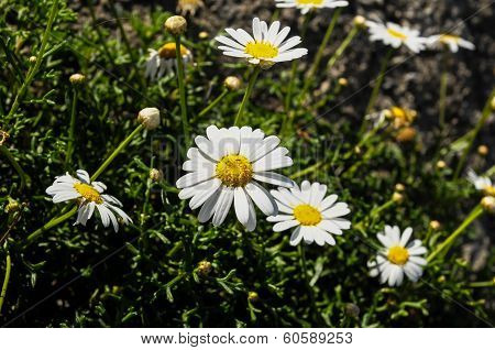 Camomilla Daisy Flowers