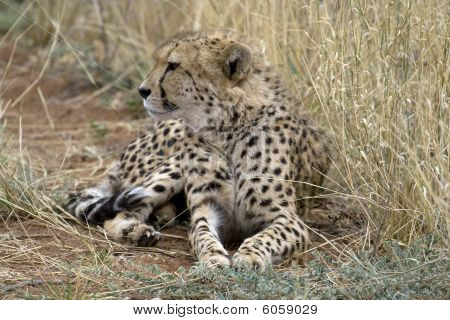 Cheetah