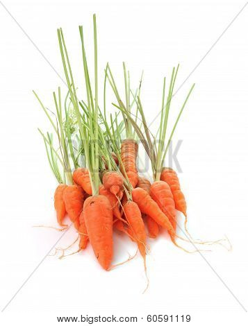 Carrot Isolated On White Background