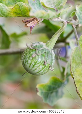Green Cockroach Berry On Tree