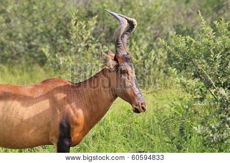 Red Hartebeest - Wildlife Background from Africa - Natural Facial Cream