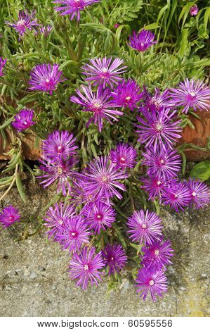Lots Of Pink Colorful Mesembryanthemums