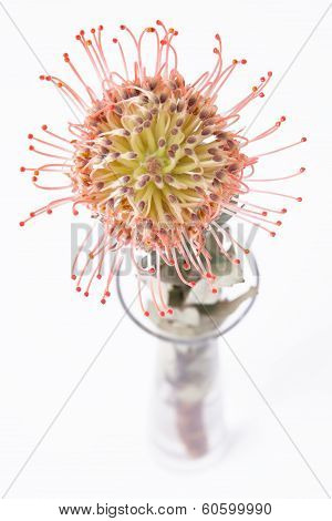 Protea in glass vase on white, Proteaceae