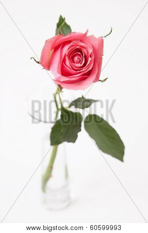 rose in glass vase on white