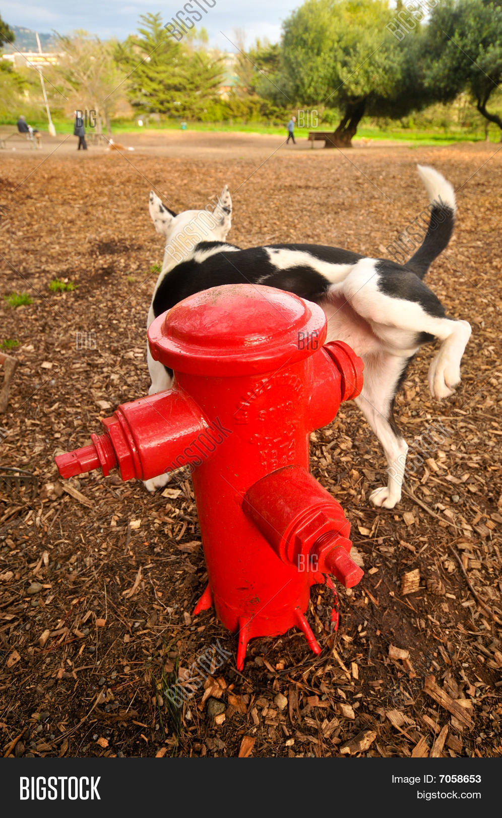 Dog Urinating On Fire Image & Photo (Free Trial) Bigstock