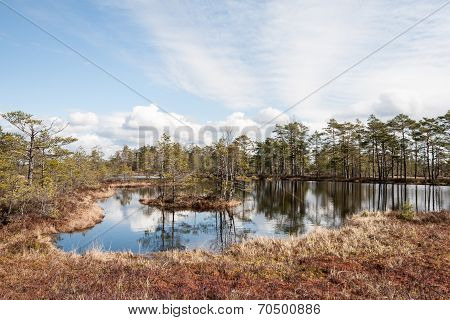 Swamp View With Trees And Lake