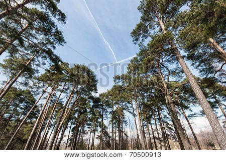 Plane Trails In The Sky In Forest