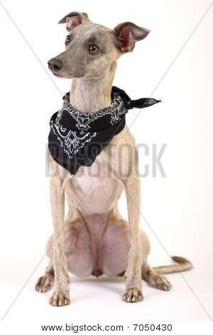 Whippet