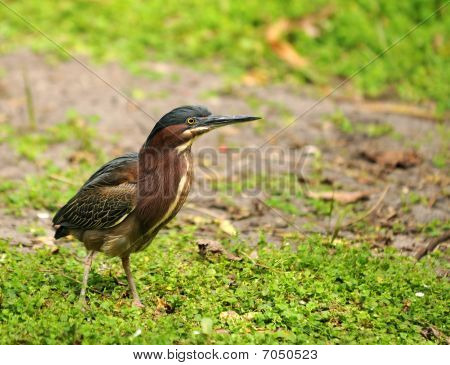 Green Heron