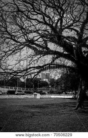 Dark tree