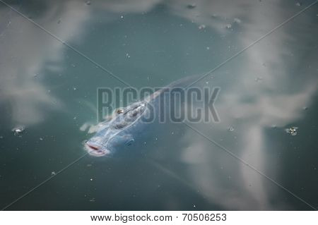 Hungry fish