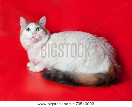 Thick White Cat With Colorful Tail Sitting On Red