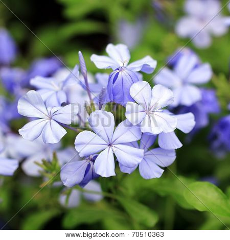 Plumbago Auriculata Flower