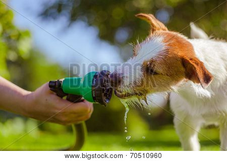 dog drinks water, spray