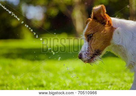 dog drinks water, spray