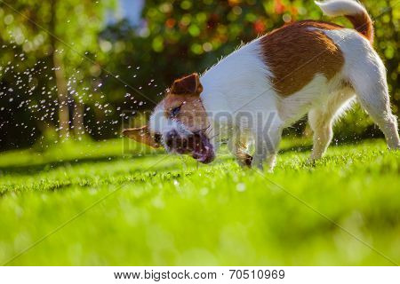 dog drinks water, spray