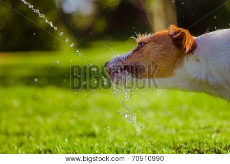 dog drinks water, spray