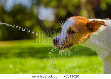 dog drinks water, spray