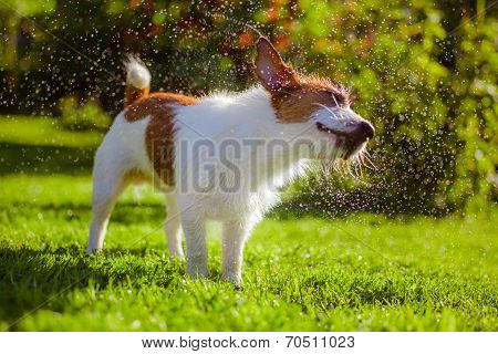 dog drinks water, spray