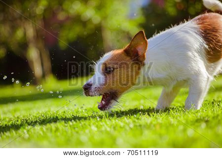 dog drinks water, spray