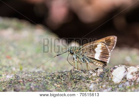 Halpe Zola Butterfly