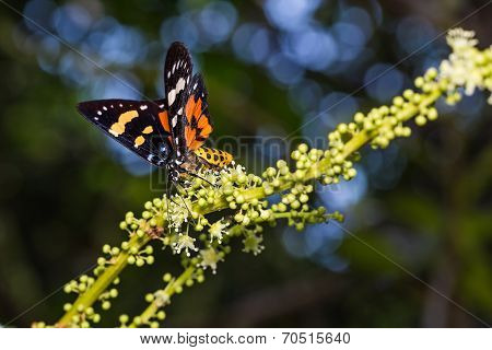 Episteme Moth